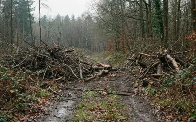 Biomasa y Prevención de Incendios: Cómo Convertir un Riesgo en un Recurso Sostenible